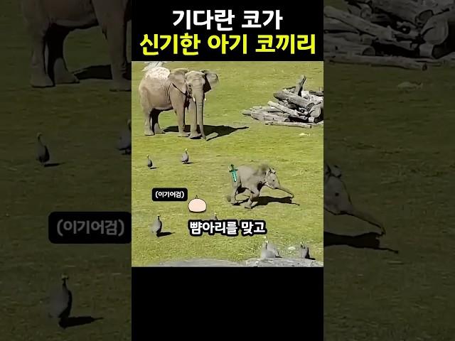 자기 코도 신기해하는 귀여운 아기 코끼리 #shorts #동물