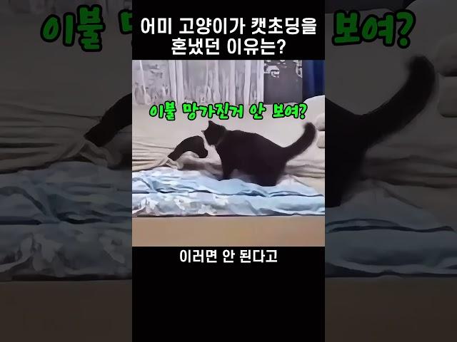 새끼 고양이의 장난, 어미 고양이의 완벽한 훈육 시간!