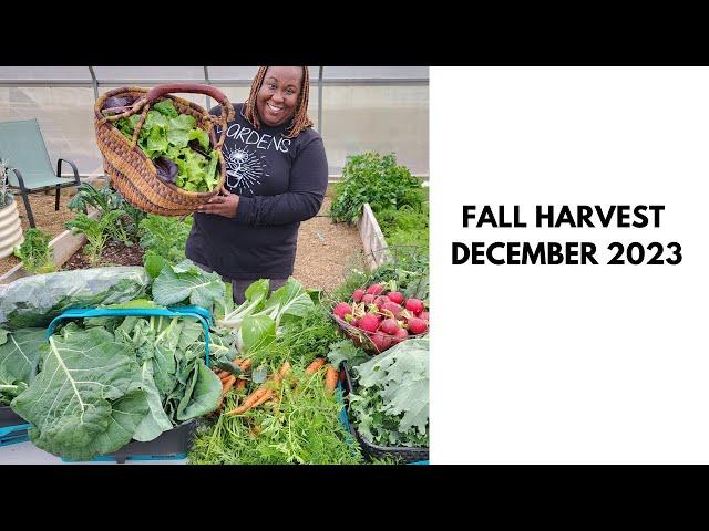 FALL GARDEN HARVEST| ZONE 7 GARDENING