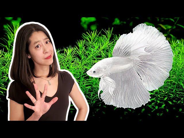 5 Things I Wish I Knew BEFORE I Got My First Betta Fish