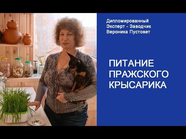 Правильное питание для собак. Пражские Крысарики Вероники Пустовет #Shorts
