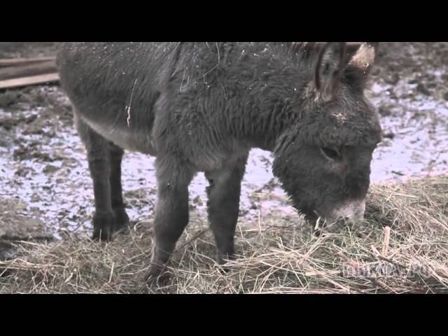 Выкса.РФ: Берендеево: остаться в живых
