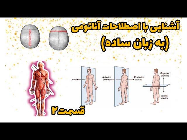 آناتومی(به زبان ساده) پلان های آناتومی، مدیال/لترال، اینفریور/سوپریور و...