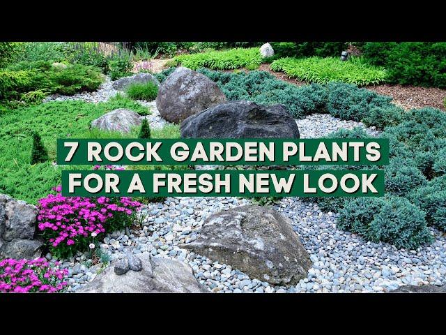 7 Plants for a Rock Garden that Will Give Your Home a Fresh New Look 