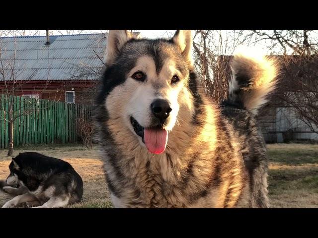 Alaskan malamutes from Amank Enisey kennel