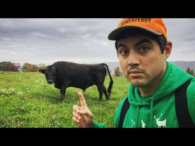 WE GOT A MINI BULL to make more MINI COWS!