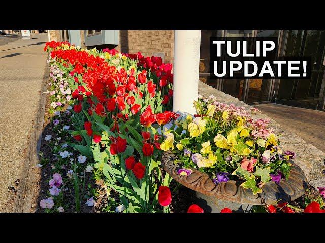 See Our Stunning Tulip Display Update! 