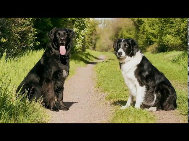 Border Collie Lab Mix: All You Need to Know About the Borador!