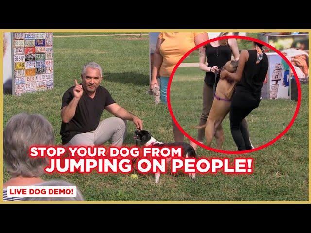 How To Stop Your Dog from Jumping on People | Dog Nation