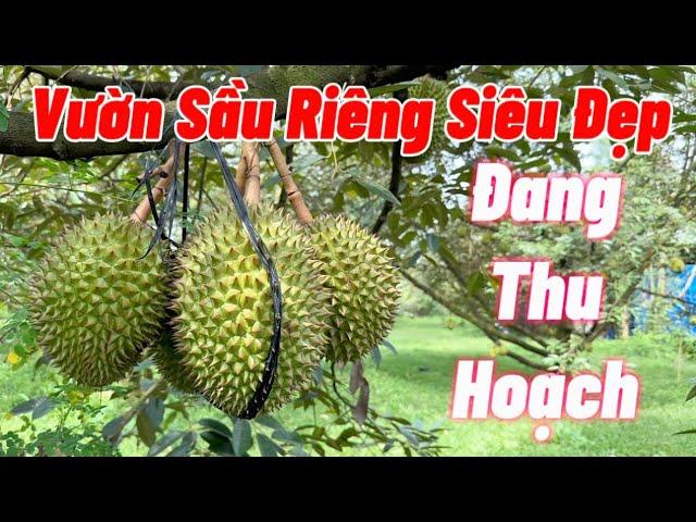Bán Vườn Sầu Riêng đang vào mùa thu hoạch, đầy đủ Điện Nước, có Nhà, Sổ Sẵn |NHÀ ĐẤT ĐỒNG NAI