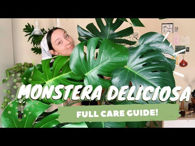 MONSTERA DELICIOSA CARE + PROPAGATION | indoor swiss cheese plant care