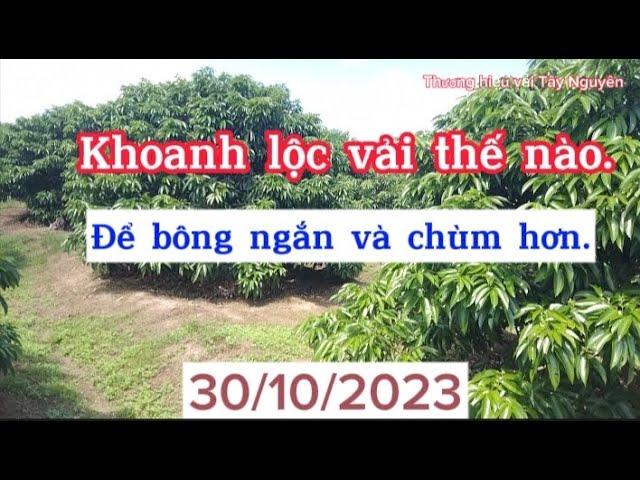 Khoanh lộc vải thế nào? Cho bông ngắn và chùm hơn.