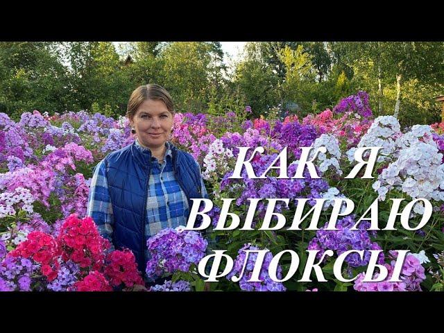 Как я выбираю флоксы. Секреты селекции и небольшая экскурсия по моему Саду Флоксов.