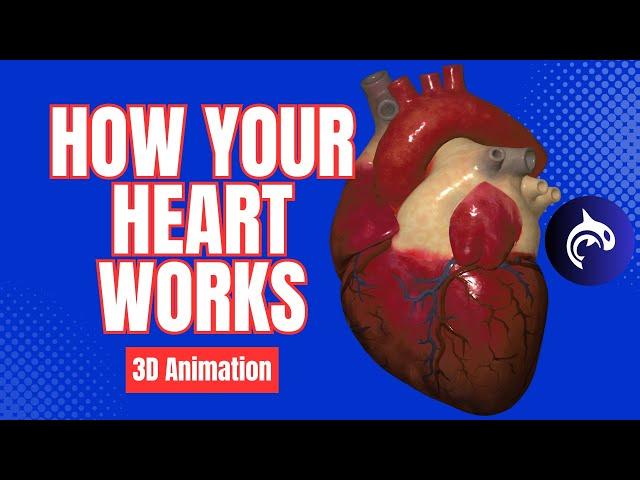 How Your Heart Works - 3D Animation