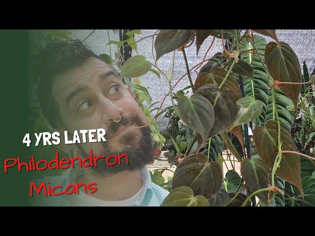 Philodendron Micans Review | 4 Years Later | Philodendron Micans Care and experiences