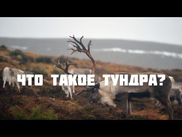 Что такое Тундра?