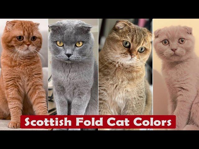 Top 10 Scottish Fold Cat Colors And Patterns / Types Of Scottish Fold Cat