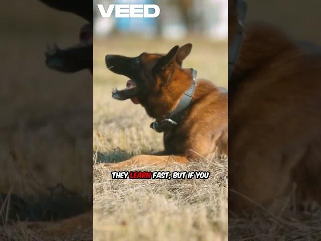 German Shepherd: The Ultimate Canine Warrior‍ | Wildly True