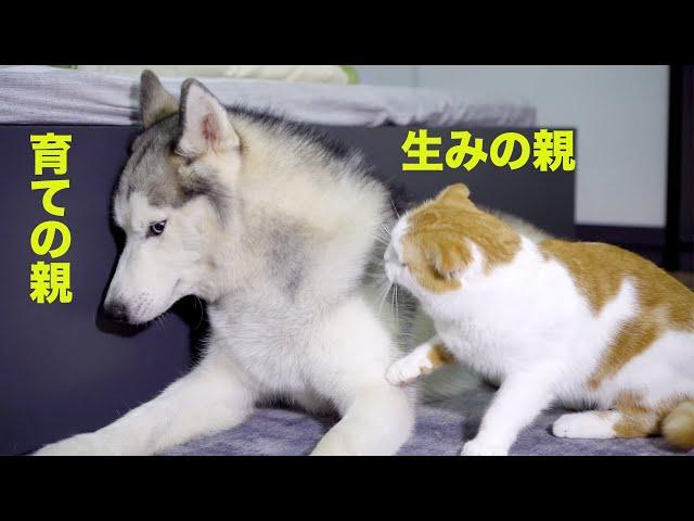 自分の子供がハスキー犬と仲良しな姿を見て嫉妬して怒った父猫