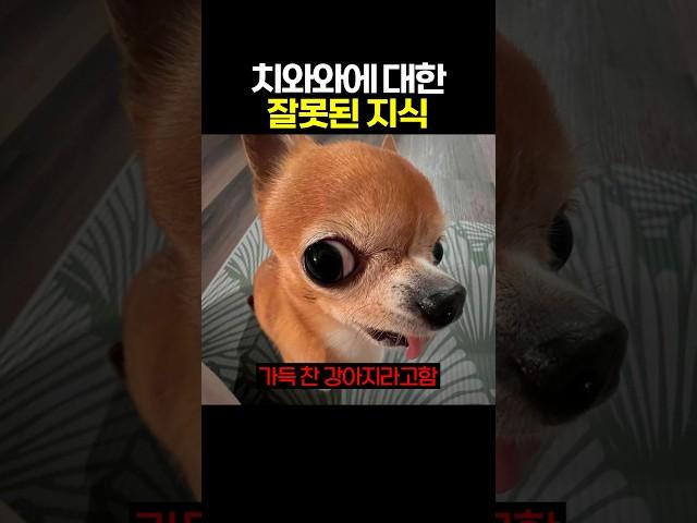 치와와에 대한 잘못된 지식