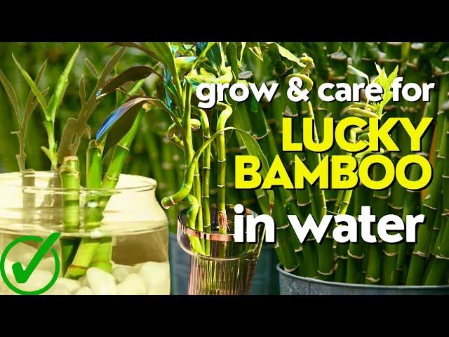 Secrets to Growing Lucky Bamboo in Water | How to take care of bamboo plant indoor