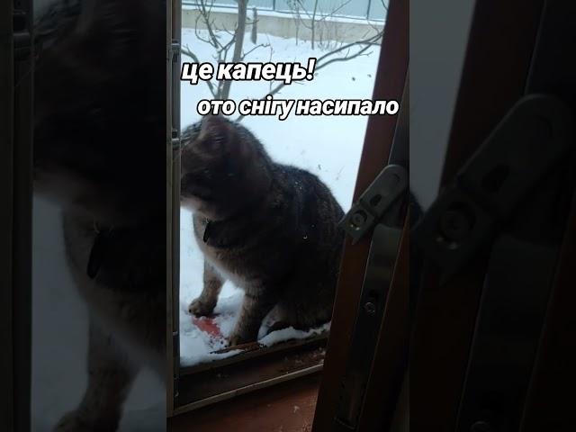 насипало #українськийблогер #youtube #блогукраїнською #влог #ukraine #cat #чемнийкіт #кіт