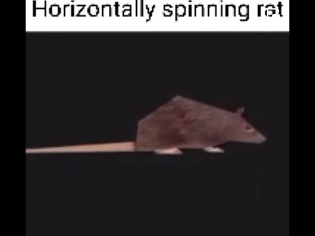 horizontally spinning rat