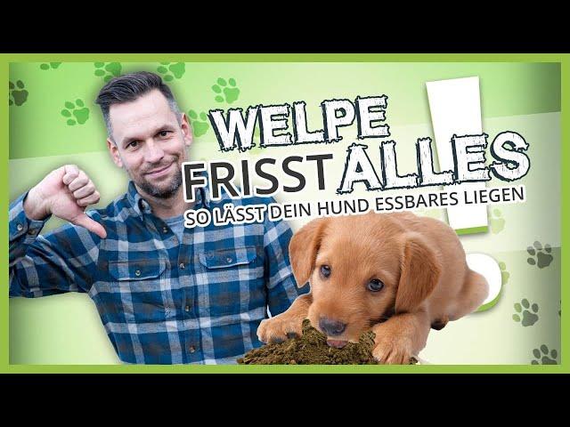 WELPE frisst alles vom Boden ▶︎ So lässt dein Hund Essbares liegen