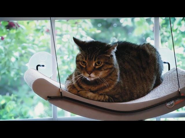 EZ Mount Scratcher Kitty Sill™ and Kitty Sill Cradle™