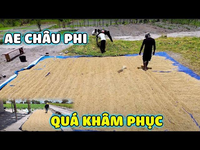 Anh Em Châu Phi Phải Thốt Lên Khâm Phục Việt Nam Vì Gian Nan Khi Làm Ra Hạt Gạo!