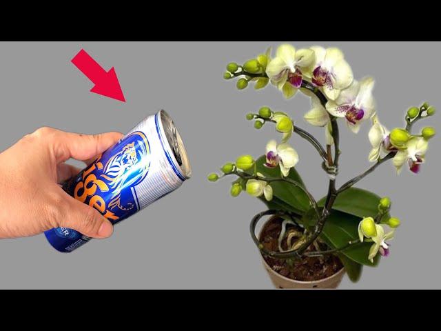 Few people know that beer will make Orchids bloom endlessly all year round!