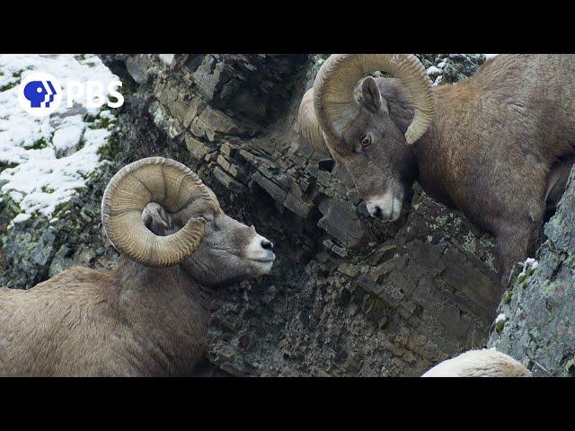 Rams Battle for Right to Mate