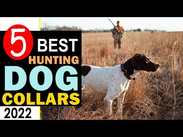 Best Hunting Dog Collars 2023-2024  Top 5 Best Dog Collar Reviews