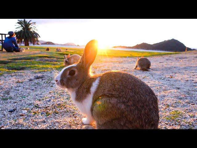 Kawaii！The Only RABBIT ISLAND in the World - Uninhabited with 700 Wild Rabbits | Japanese Island