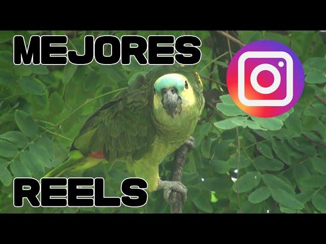 CURIOSIDADES de las AVES / CURIOSITIES of BIRDS *  Momentos pocas veces vistos!