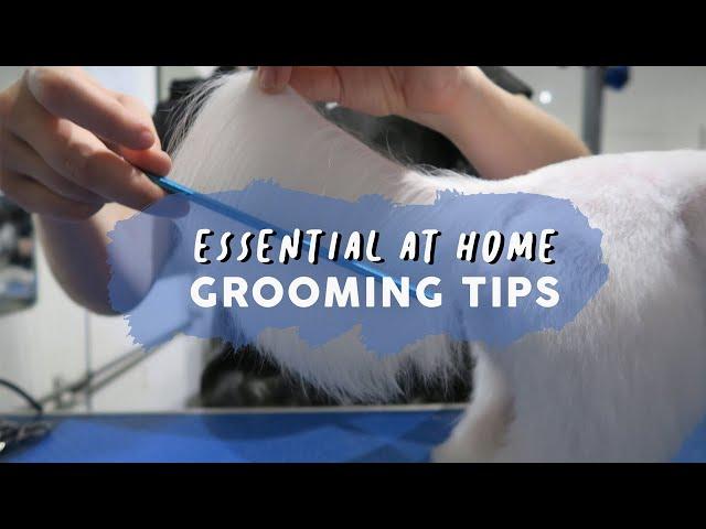 Essential At Home Dog Grooming Guide