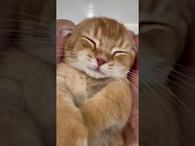 cat sleepig
