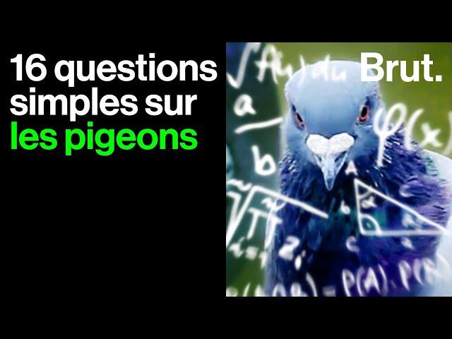 Les pigeons ne sont pas si cons (et ils font du lait )