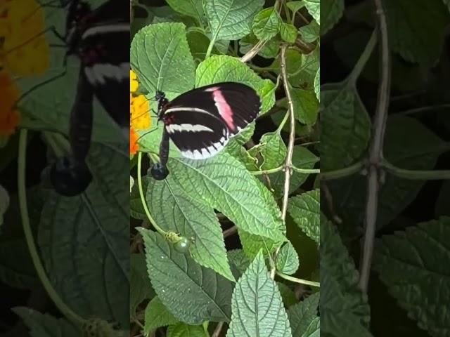 Butterflies at the butterfly house, St Louis Zoo