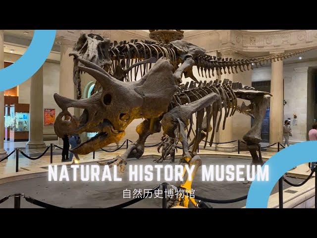 【周末去哪玩】Natural History Museum自然历史博物馆