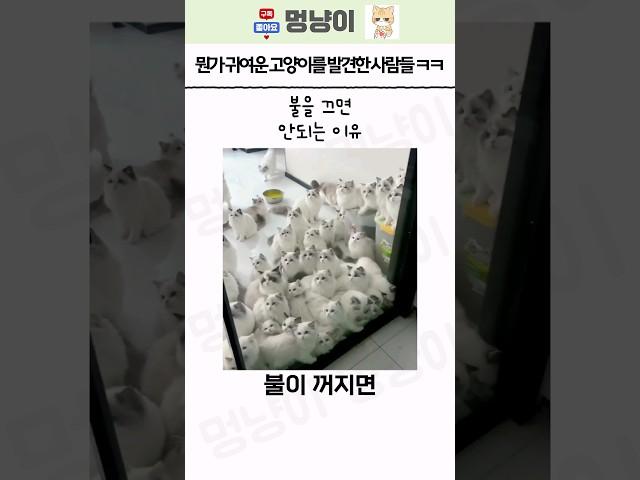 뭔가 귀여운 고양이를 발견한 사람들 ㅋㅋㅋ