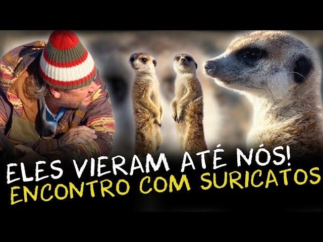 SURICATOS E OUTROS ANIMAIS SELVAGENS: UMA JORNADA PELO KALAHARI!