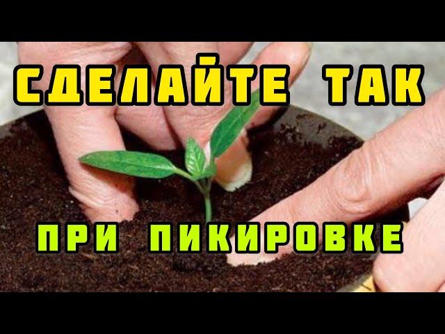 Необычная пикировка перца: секреты для крепкой рассады