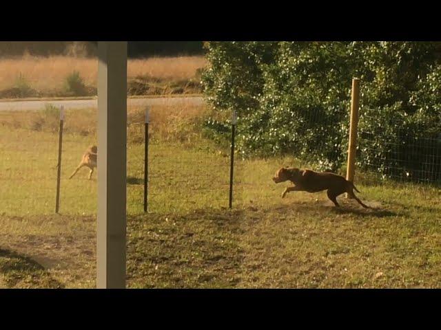 Pitbull dog vs wolf, mountain lion fighting with fierce dogs