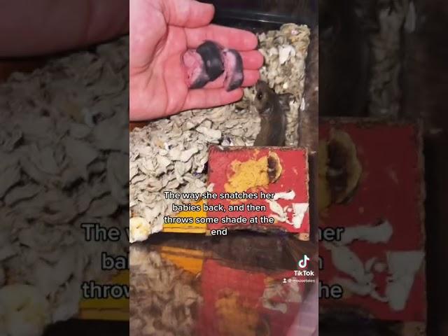 Yoinking the babies from me #mousetales #mousetraps