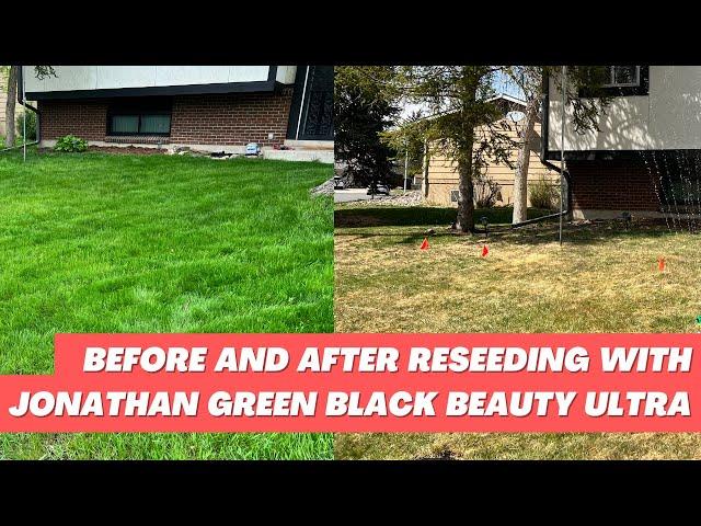 Reseeding Lawn with Jonathan Green Black Beauty Ultra Seed | Dethatched with Greenworks Dethatcher
