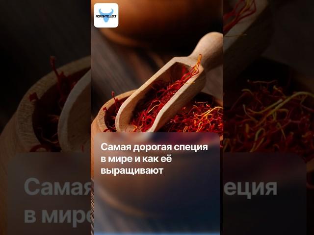 Дороже золота: почему эта специя стоит 15 000$ за килограмм?