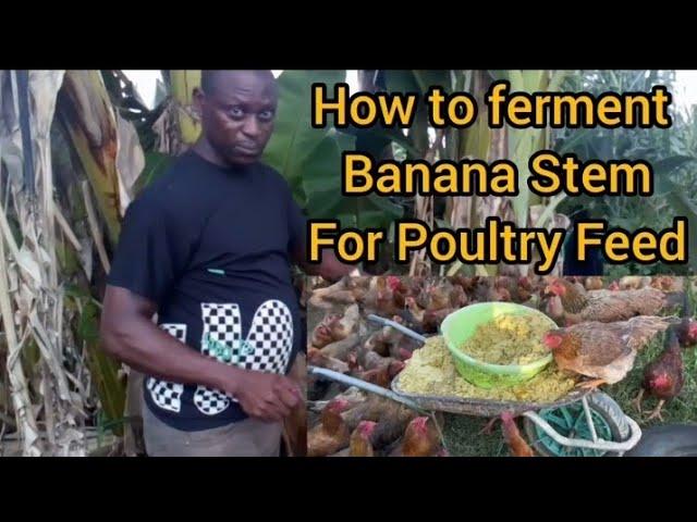 How to ferment Banana & Plantain Stem for Poultry & Livestock feed: Tips for Free Poultry Feed.