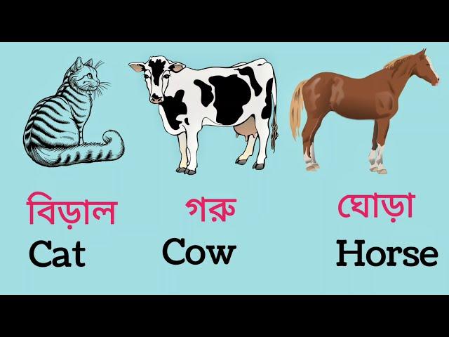 বিভিন্ন পশুর নাম | Animals Names in Bengali & English