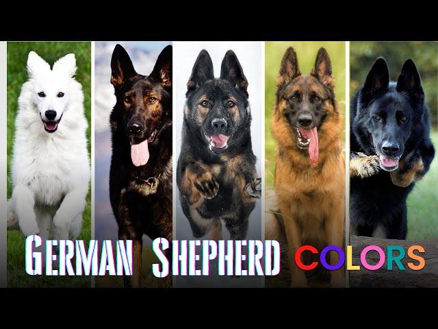 10 Beautiful German Shepherd Colors – A Guide to GSD Coat Colors & Markings